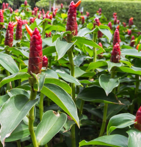 Live shampoo ginger plants - 2,