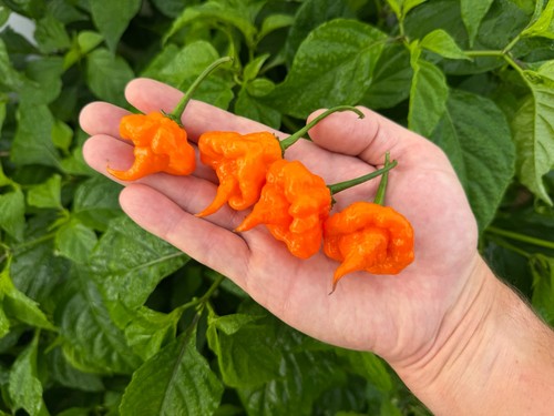 Orange ripple pepper seeds - orange,
