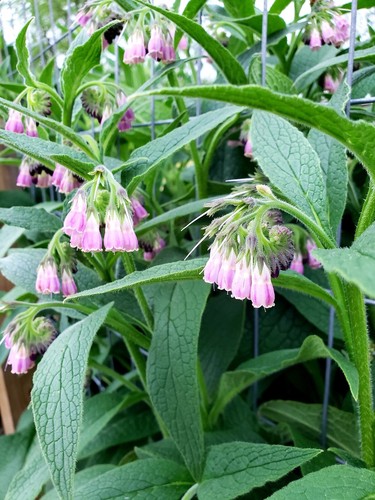 Organic comfrey bocking - 5,